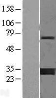 NBL1-17949 - 14-3-3 gamma Lysate